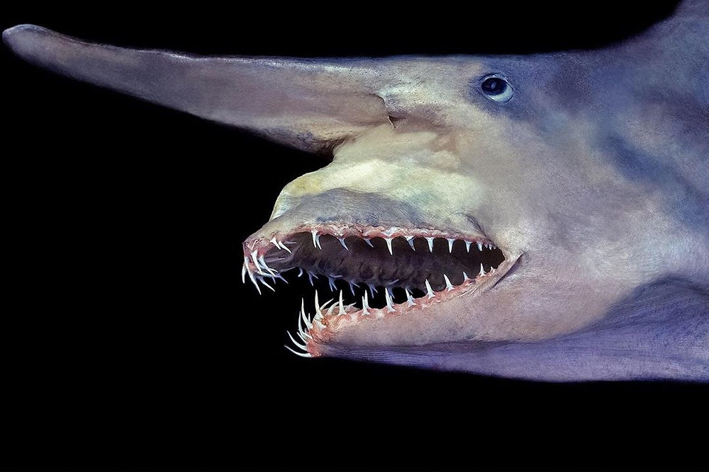 Requin lutin Mitsukurina owstoni dans les profondeurs.