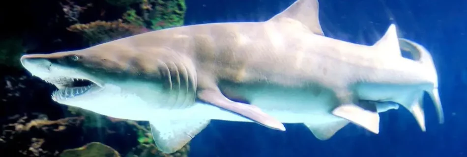Comportement de chasse et mâchoire du requin-lutin dans les abysses
