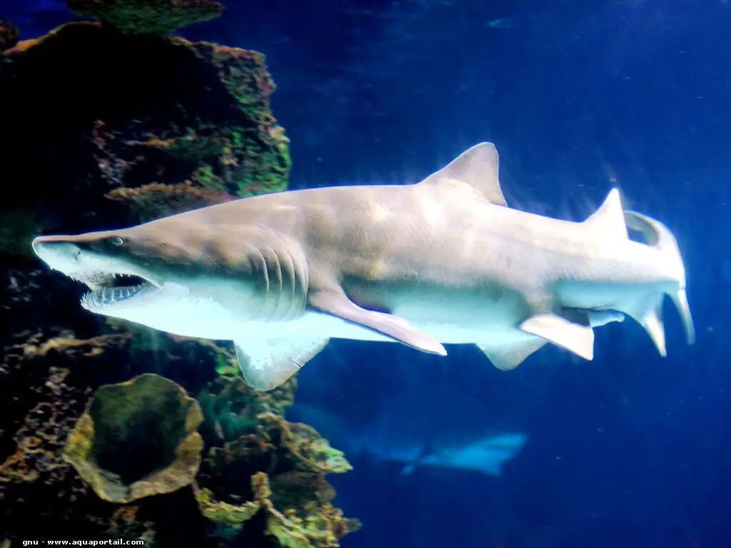 Comportement de chasse et mâchoire du requin-lutin dans les abysses