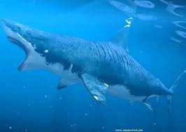Naissance-Reproduction requin lutin