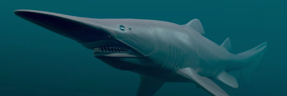 reproduction du requin lutin dans les profondeurs