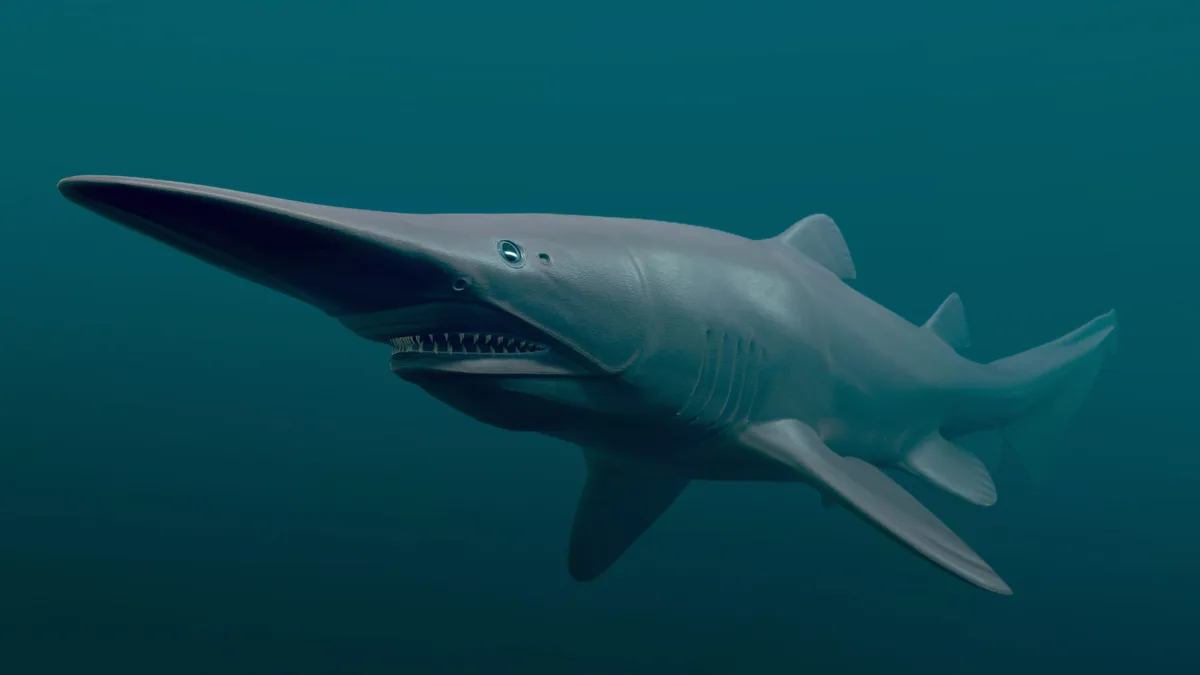 Accouplement du Requin Lutin / Mitsukurina owstoni